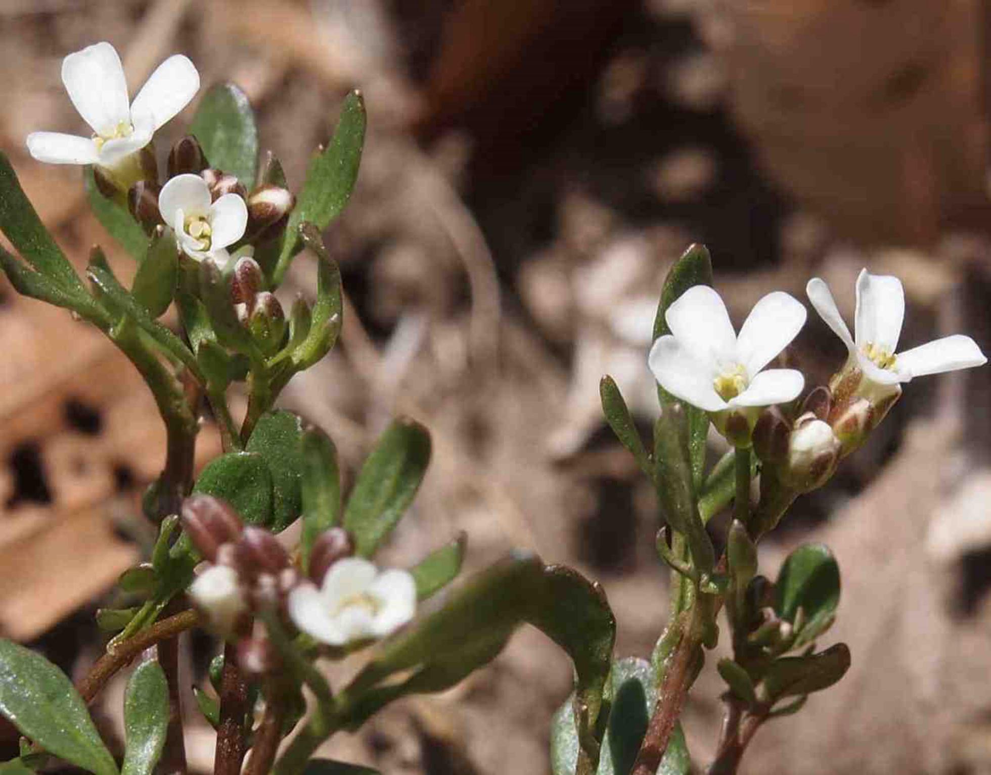 Bittercress, Mignonette-leaved